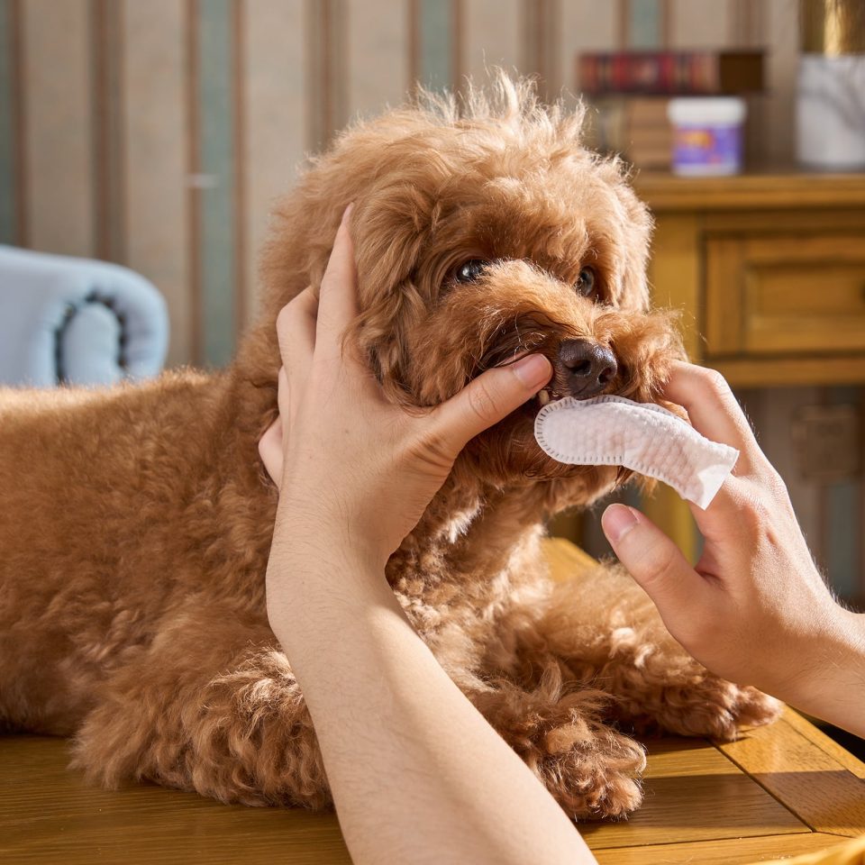 Dental Care Disposable Finger Pads for dogs, cats – Alternative to a toothbrush – 50 pieces